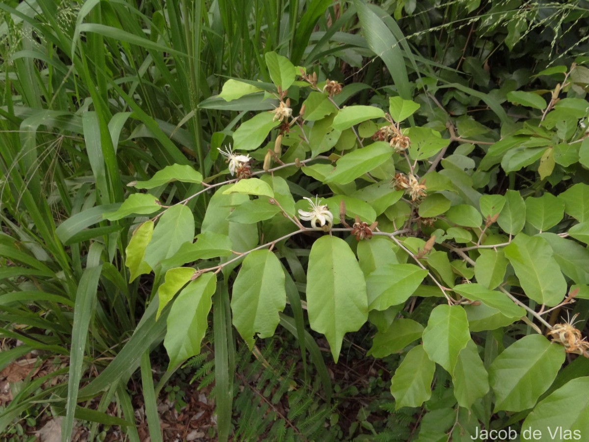 Pterospermum suberifolium (L.) Raeusch.